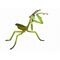 Mantodea thumb.jpg