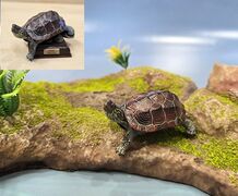 Nature Technicolor Chinese pond turtle