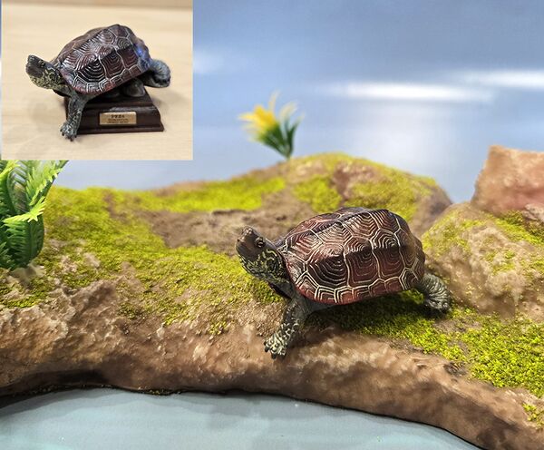 Mauremys reevesii KitanClub.jpg