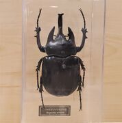 DeAgostini Megasoma actaeon