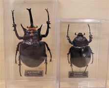 DeAgostini Megasoma mars