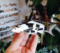 Mojo 381102 Koi Carp - Shiro Utsuri