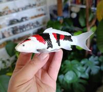 Mojo 381103 Koi Carp - Showa Sanshoku