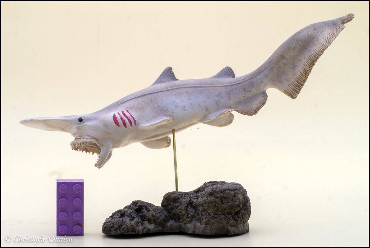 My Favorite Animals Goblin shark - Toy Animal Wiki