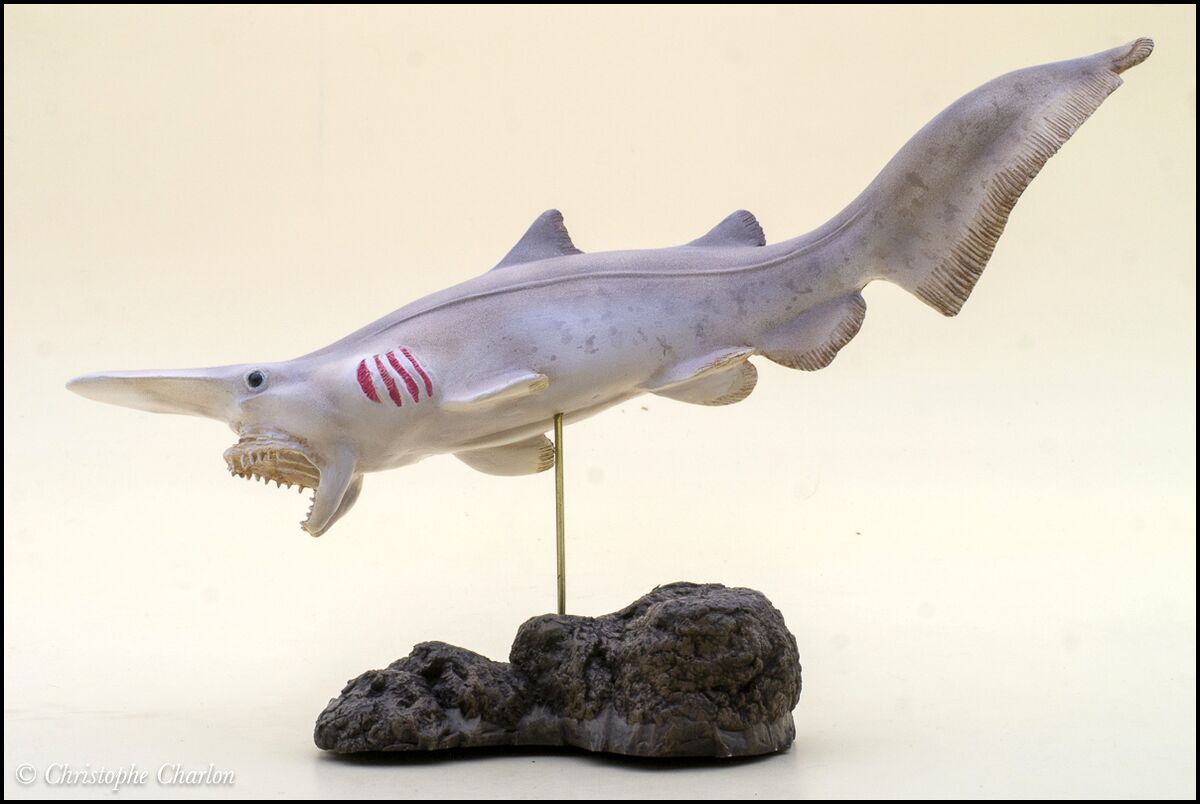 My Favorite Animals Goblin shark - Toy Animal Wiki