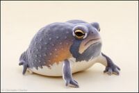 Mozambique rain frog