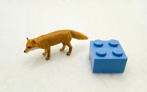 Ikimon Nature of Satoyama Red fox