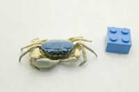 Freshwater Crab (blue)