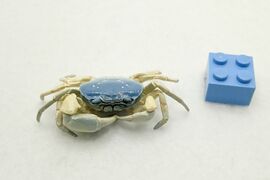 Nature Technicolour Freshwater Crab (blue)