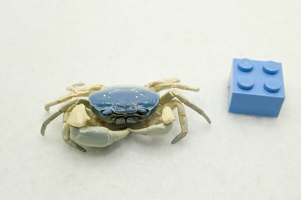 NT Freshwater crab blue.jpg