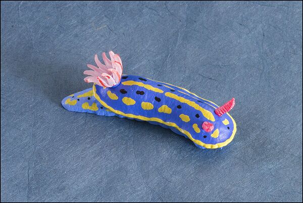 Nature Technicolor Hypselodoris festiva 2.jpg