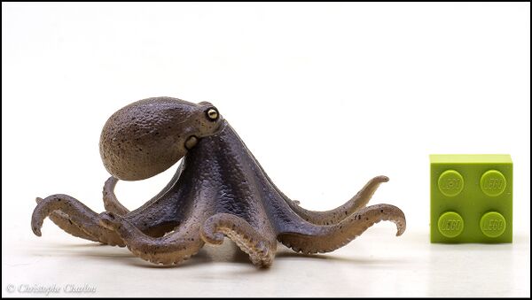 Nature of Japan 02 East Asian common octopus 1.jpg