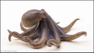 Nature of Japan 02 East Asian common octopus 2.jpg