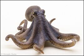 Kitan Club - Nature of Japan 02 East Asian common octopus