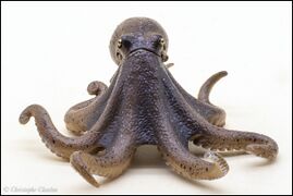 Nature of Japan 02 East Asian common octopus 4.jpg