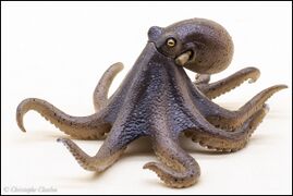 Nature of Japan 02 East Asian common octopus 5.jpg