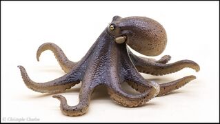 Nature of Japan 02 East Asian common octopus 6.jpg