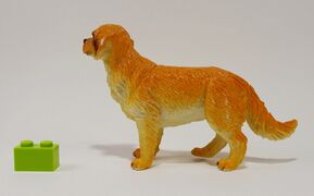 Nayab 233 Golden Retriever