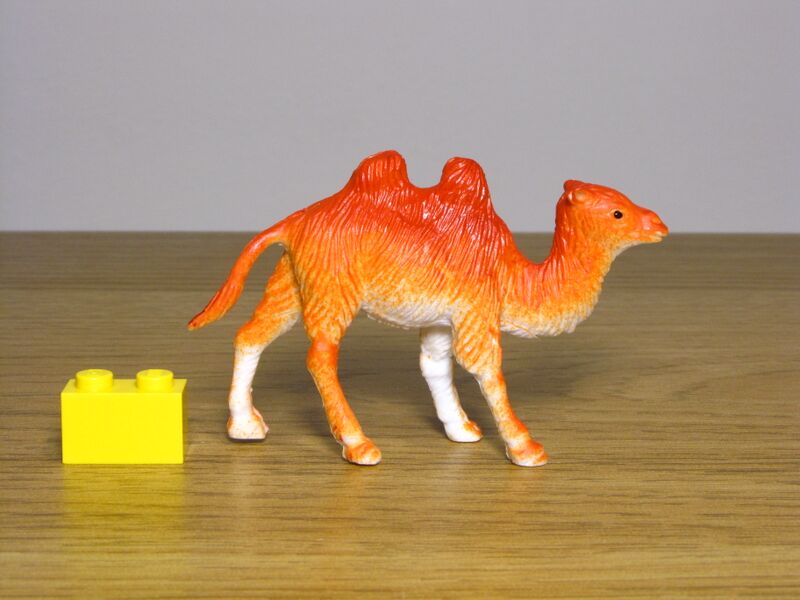 File:Nayab 560 Camel 1.JPG