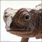 Nosy hara leaf chameleon.jpg