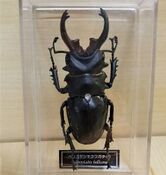 Odontolabis bellicosa