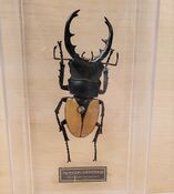 Odontolabis burmeisteri