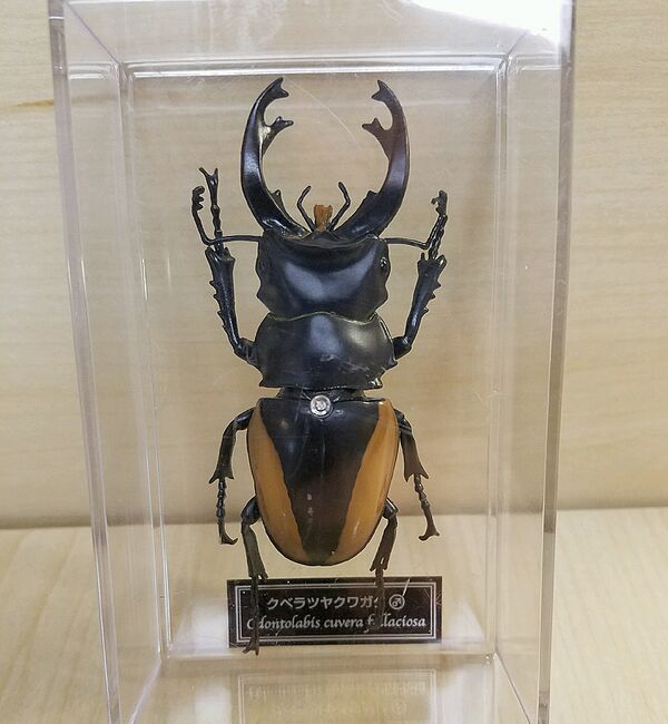 Odontolabis cuvera fallaciosa DeAgostini.jpg