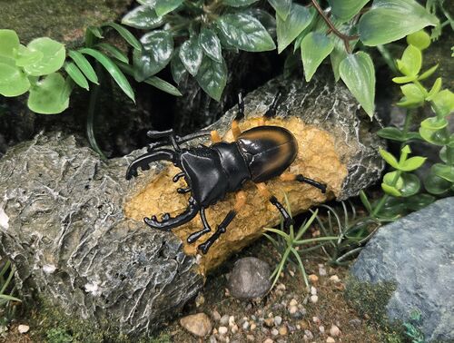 Odontolabis imperialis Sega.jpg