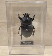 DeAgostini Oryctes gigas