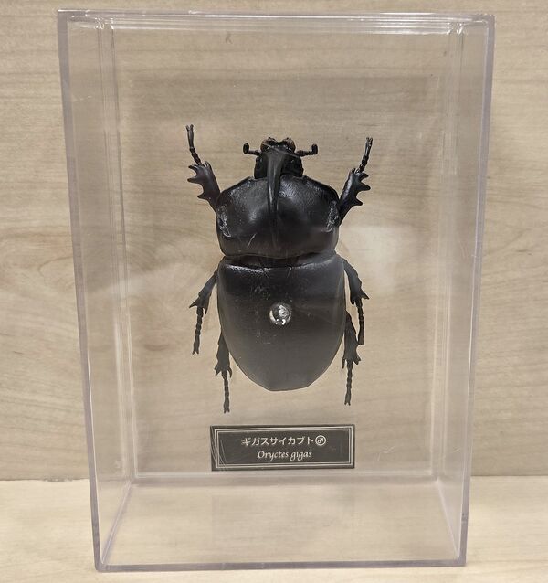 Oryctes gigas DeAgostini.jpg