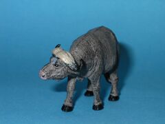PNSO African buffalo 2.JPG