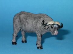PNSO African buffalo 3.JPG