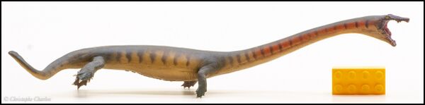 PNSO no 91 Dinocephalosaurus 1.jpg