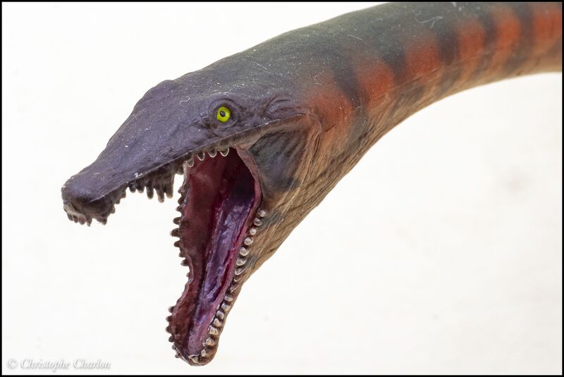 File:PNSO no 91 Dinocephalosaurus 10.jpg