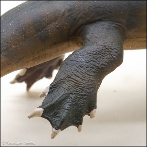 File:PNSO no 91 Dinocephalosaurus 11.jpg