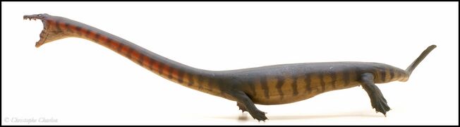 PNSO no 91 Dinocephalosaurus 2.jpg