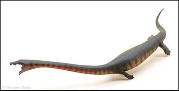 PNSO no 91 Dinocephalosaurus 3.jpg