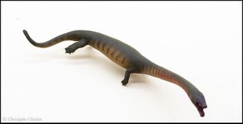 PNSO no 91 Dinocephalosaurus 4.jpg