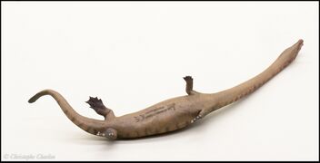 PNSO no 91 Dinocephalosaurus 5.jpg