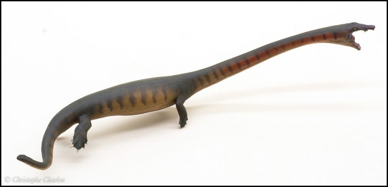 File:PNSO no 91 Dinocephalosaurus 6.jpg