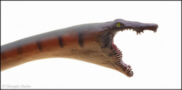 PNSO no 91 Dinocephalosaurus 7.jpg