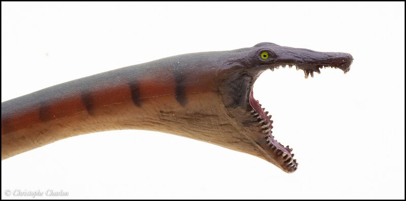 File:PNSO no 91 Dinocephalosaurus 7.jpg