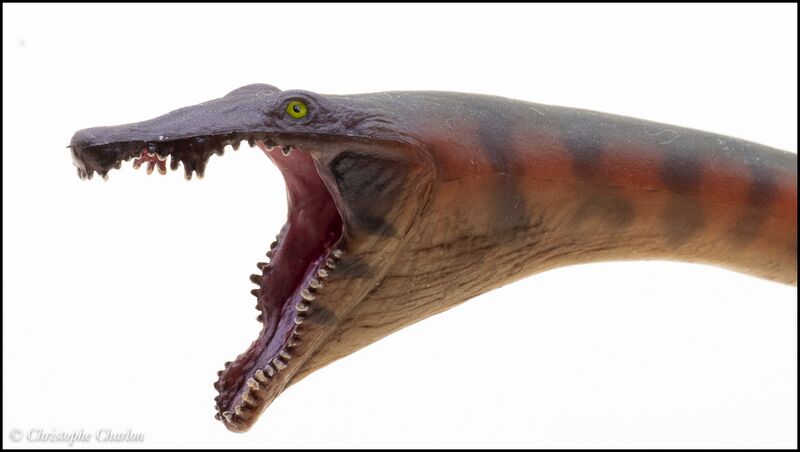 File:PNSO no 91 Dinocephalosaurus 8.jpg