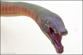 PNSO no 91 Dinocephalosaurus 9.jpg