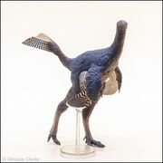 PNSO no 93 Caudipteryx 3.jpg