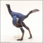 PNSO no 93 Caudipteryx 7.jpg