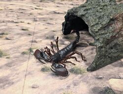 Tanzanian red clawed scorpion small