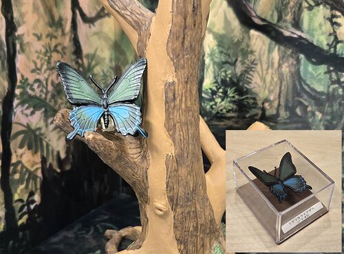 Papilio maackii Bandai.jpg