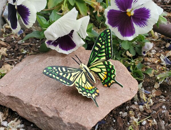 Papilio xuthus Furuta.jpg