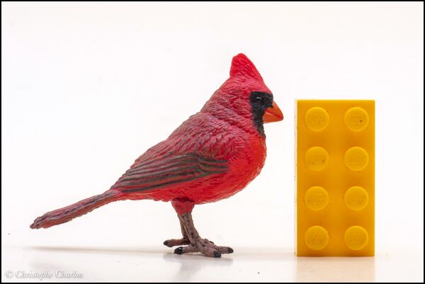 Papo 50322 Red Cardinal 1.jpg